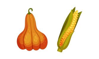Thanksgiving day and autumn objects set. Ripe pumpkin and corn cob illustration vector