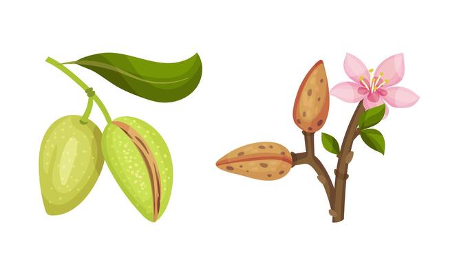 Almond plant branch with blossoming flowers and green nuts illustration