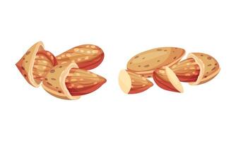 Almond kernels in nutshell set. Healthy organic nutritious vegetarian product illustration vector