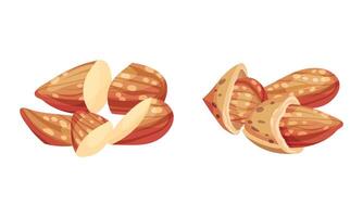 Almond kernels in nutshell set illustration on white background vector