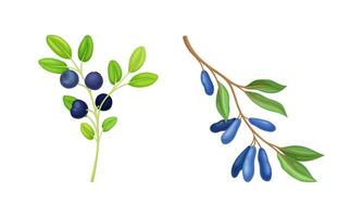 Set of wild berries twigs. Blueberry and honeysuckle branches illustration vector