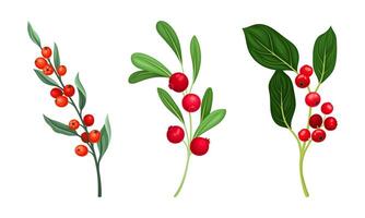 Set of wild berries twigs. Branches with ripe red berries and green leaves illustration vector