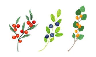 Set of wild berries twigs. Branches with ripe berries and green leaves illustration vector