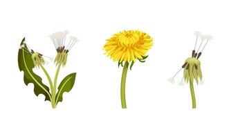 Set of dandelion flowers with stalk and leaves in different stages of flowering illustration vector