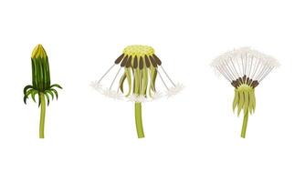 Dandelion Flower with Seedhead with Pappus on Stalk Set vector