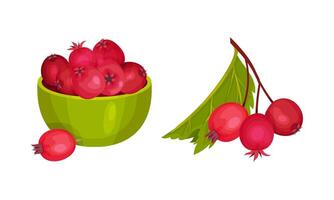 Hawthorn Berry as Red Round Small Pome Fruits in Bowl Set vector