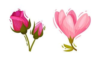 Bright Pink Flower with Rose and Crocus Set vector