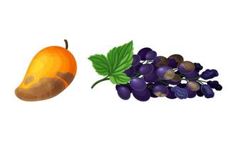 Decomposed Stinky Rotten Fruit with Mango and Grapes Having Bad Spots Set vector