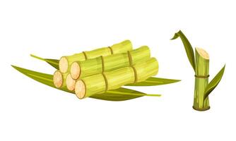 Sugarcane Stout and Fibrous Stalk or Stem with Leaf Set vector
