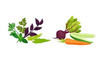 Vegetables with Beetroot and Cucumber and Potherb or Greenery with Parsley and Basil Set vector