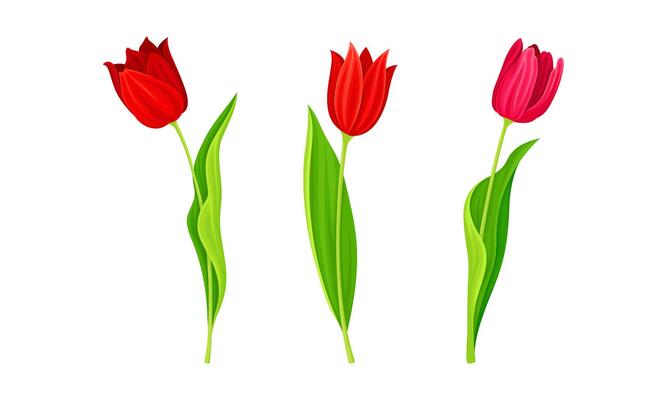 Red Blooming Tulips Flowers with Large and Showy Bud on Green Stem Set