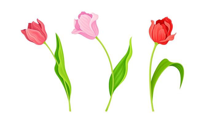 Red and Lilac Blooming Tulips Flowers with Large and Showy Bud on Green Stem Set