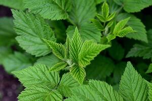An antioxidant. Herbal tea. Close-up of new leaves. Blurred background. photo