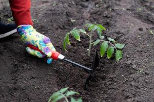 Gardener tending to young tomato plants in a home garden during springtime photo