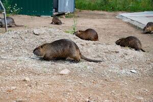 Group of Nutria Rodents in Enclosure at Zoo. Urban park. photo
