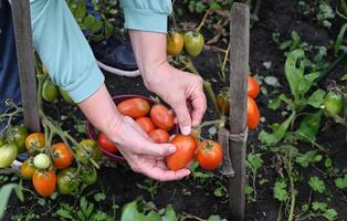 A person is harvesting ripe tomatoes from a plant supported by a wooden stake tied with string. photo