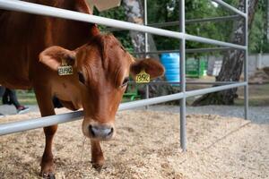 Two brown cows eating hay at a feeder in a farmyard.Animals ranch. photo