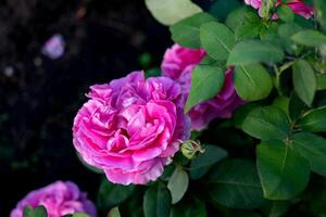 Beautiful pink rose in full bloom surrounded by lush green leaves in a garden during daytime photo