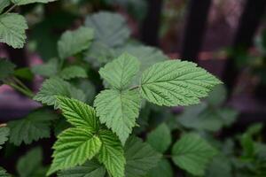 Herbal tea. Close-up of new leaves. Blurred background. photo