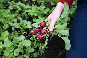 The green leaves attached to the radishes look healthy and slightly wilted from the harvest. photo