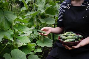 A person wearing a black apron holds a basket full of freshly picked cucumbers in one hand while examining a single cucumber with the other in a lush garden. photo