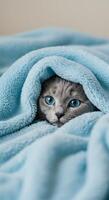 Blue eyed kitten hiding playfully under a soft blanket, creating a heartwarming scen photo
