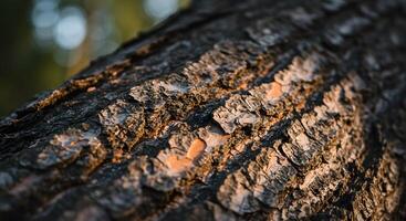 Close up tree bark texture, great for digital texture libraries, game assets, or rustic-style promotional graphics. photo