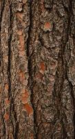 Close up tree bark texture, ideal for forest visuals, brochures, or nature-based storytelling. photo