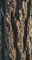 Close up tree bark texture, excellent for digital backgrounds, forest-themed print materials, or educational botanical content. photo