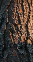 Close up tree bark texture, useful in documentary visuals, design elements for eco packaging, or forest preservation graphics. photo