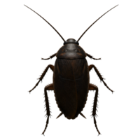 A top view of a brown cockroach with long antennae and six legs isolated on a plain backdrop on transparent background png