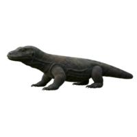A komodo dragon standing in a plain scene with a neutral color scheme and a simple composition style on transparent background png