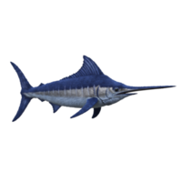 A single marlin fish with a long pointed bill swimming on a plain colored surface area view here on transparent background png