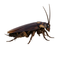 A cockroach with brown wings and long antennae standing on a plain surface in a studio shot view on transparent background png