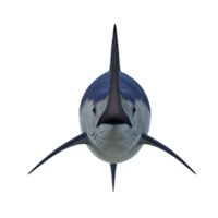 Frontal view of a blue marlin fish with a long bill against a plain solid color background space on transparent background png