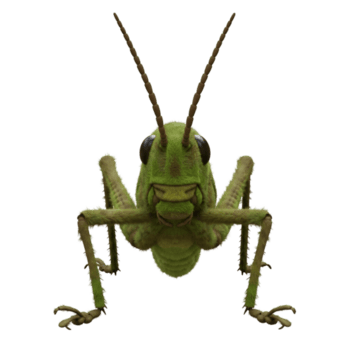 un' vicino su Visualizza di un' verde cavalletta con lungo antenne di fronte il spettatore su un' pianura ambientazione su trasparente sfondo png