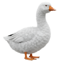 A pristine goose standing gracefully with its plumage and orange beak against a simple backdrop on transparent background png