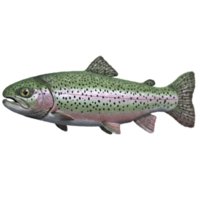 Isolated full view of a rainbow trout with green and pink coloration on a plain setting on transparent background png