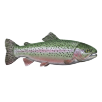 Isolated image showcasing a rainbow trout with distinct coloration and spotted pattern on its body on transparent background png