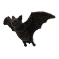 A fuzzy animal with wings in a pose against a plain backdrop in a studio setting indoors on transparent background png