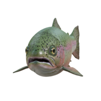 Close up view of a trout with vibrant coloration and visible spots against a plain setting area on transparent background png