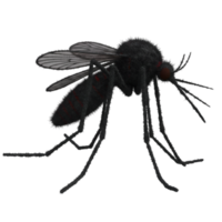 A close up view of a single mosquito with translucent wings and multiple legs on a plain backdrop on transparent background png