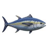 A single yellowfin tuna with blue and silver coloration isolated on a plain background view of the fish on transparent background png