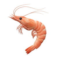A single cooked shrimp with visible antennae and legs isolated on a plain setting space area on transparent background png