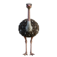 A full body view of an ostrich with long neck and legs standing upright and looking at the viewer on transparent background png