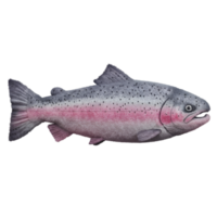 Isolated rainbow trout with pink stripe and spots on a plain setting viewed from its side profile on transparent background png