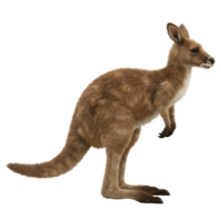A kangaroo stands upright in a posed manner with a neutral expression and a plain color scheme look on transparent background png