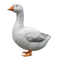 A full body view of a white goose with an orange beak standing on the ground in a neutral setting on transparent background png