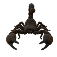 A menacing scorpion with large pincers poised in a defensive stance against an empty space area on transparent background png