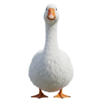 A full body shot of a white goose standing with an orange beak and feet on a plain surface on transparent background png